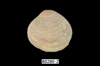 藏品(唱片簾蛤)的圖片